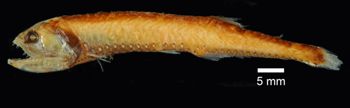 Media type: image; Ichthyology 149493